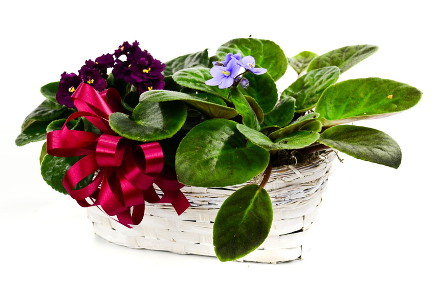 Double African Violet...