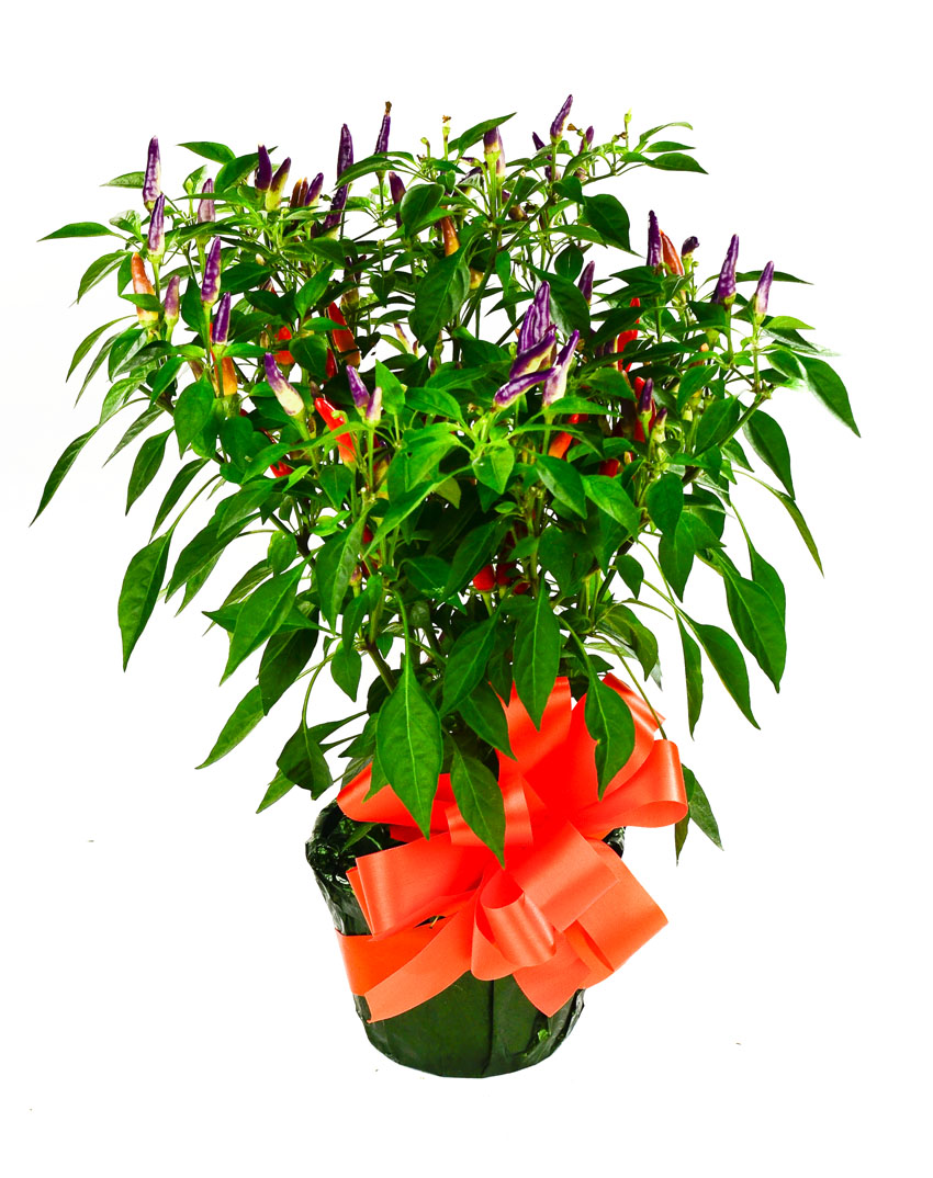 Ornamental Pepper 6&q...