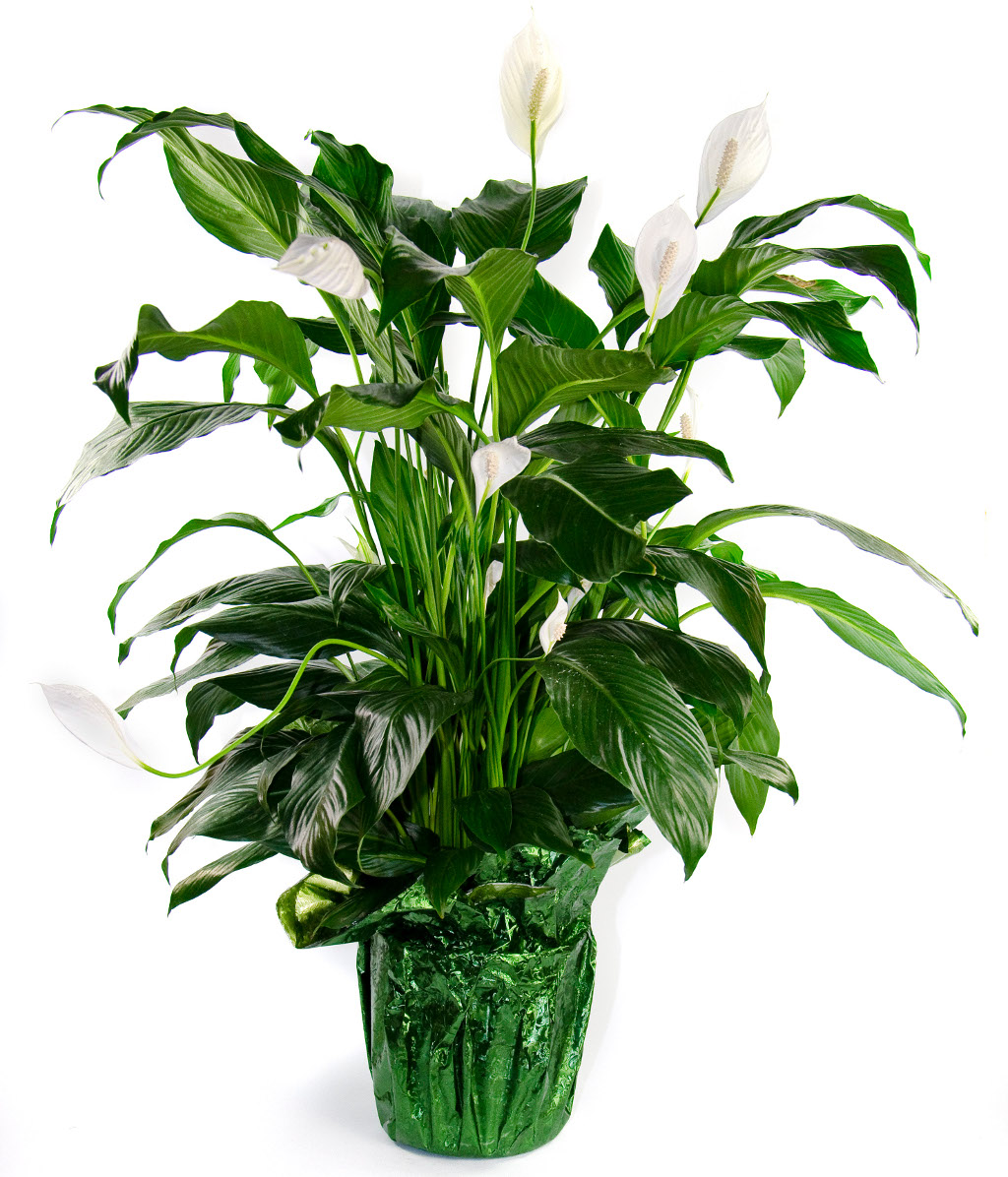 Peace Lily