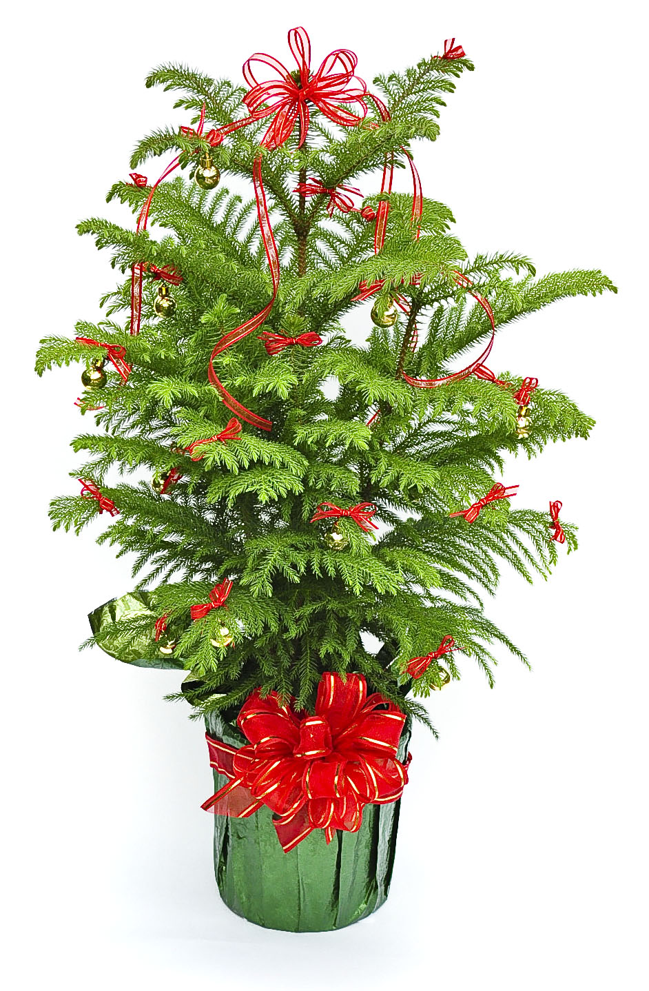 Decorated Norfolk Isl...