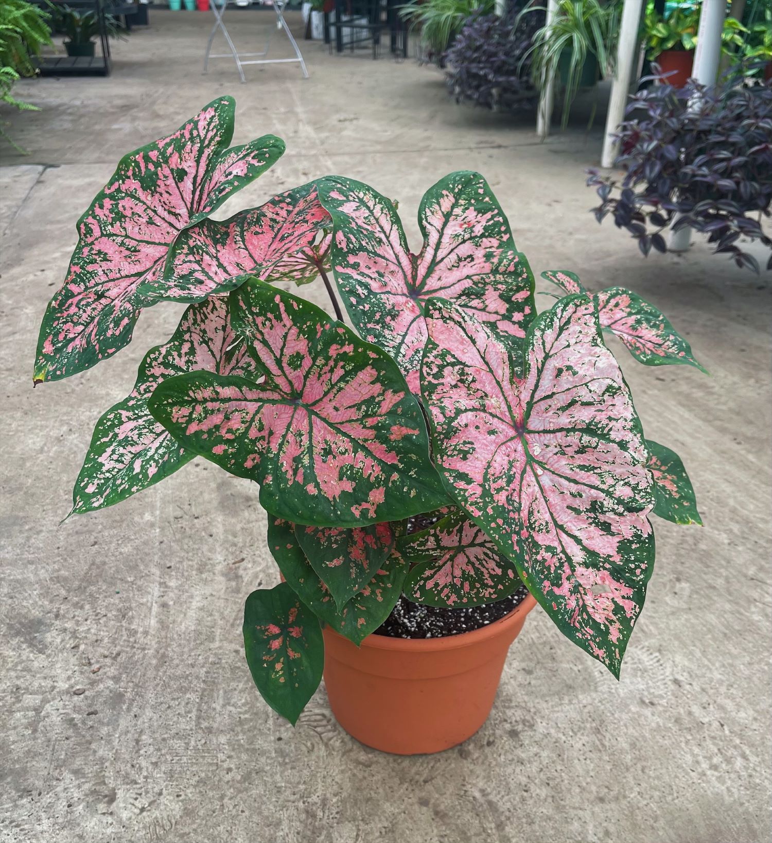 10" Caladium Con...