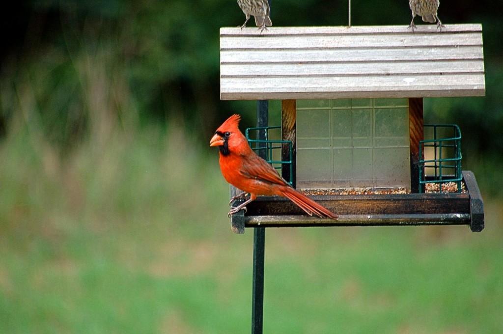 cardinal FREE