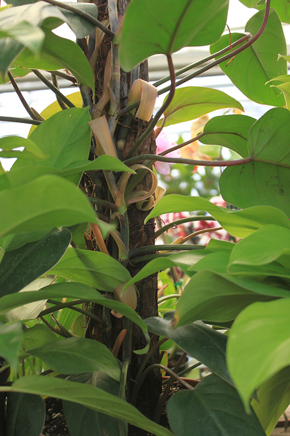 mother's day home and garden tour richmond va