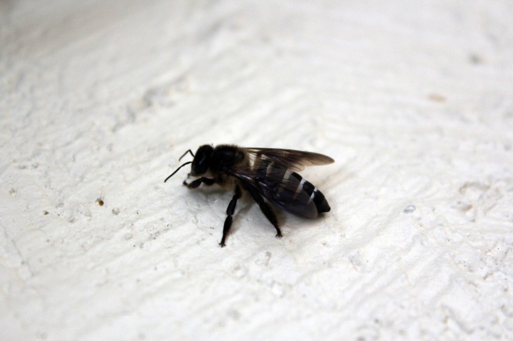 carpenter bee