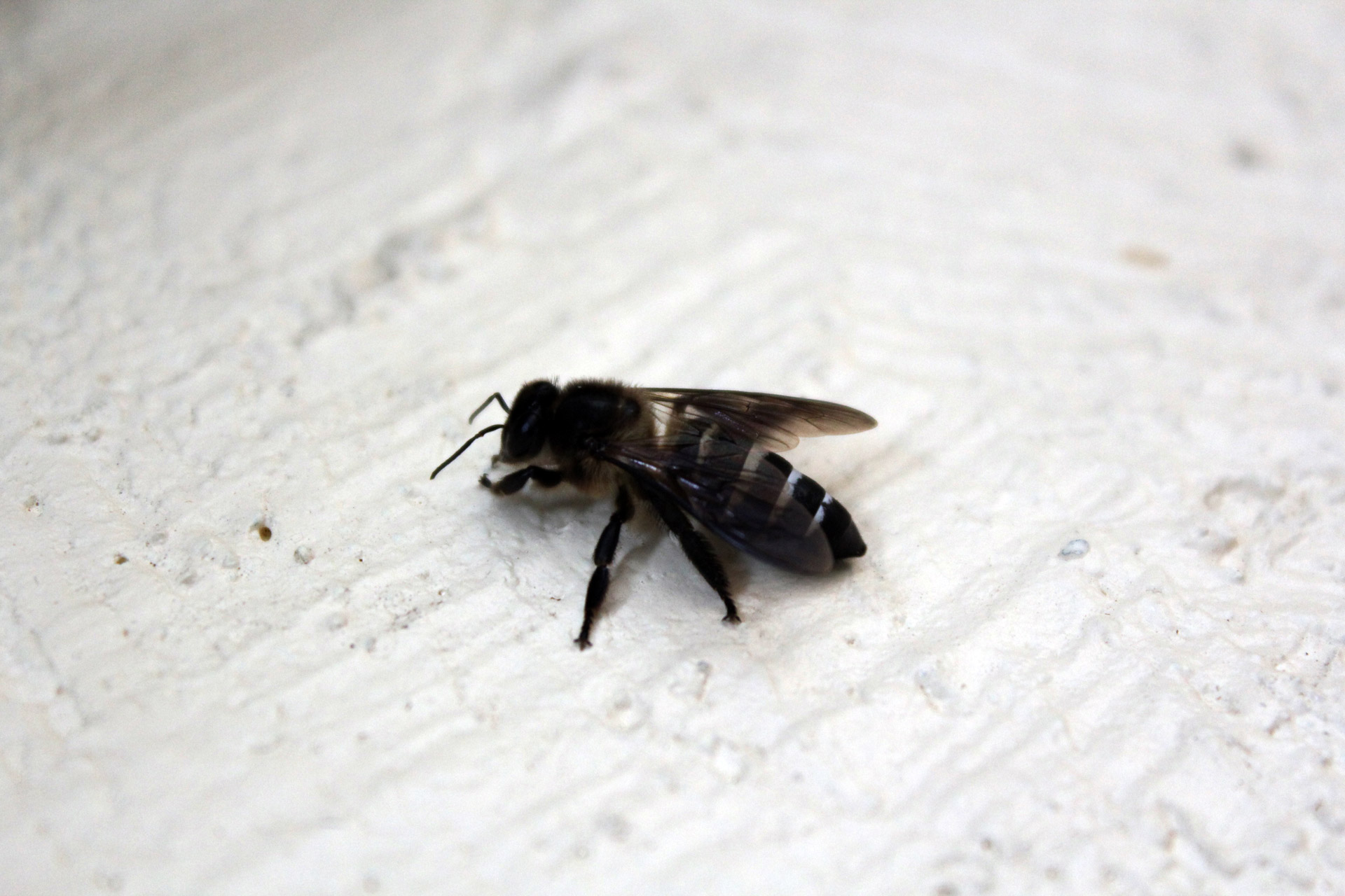 Carpenter Bees