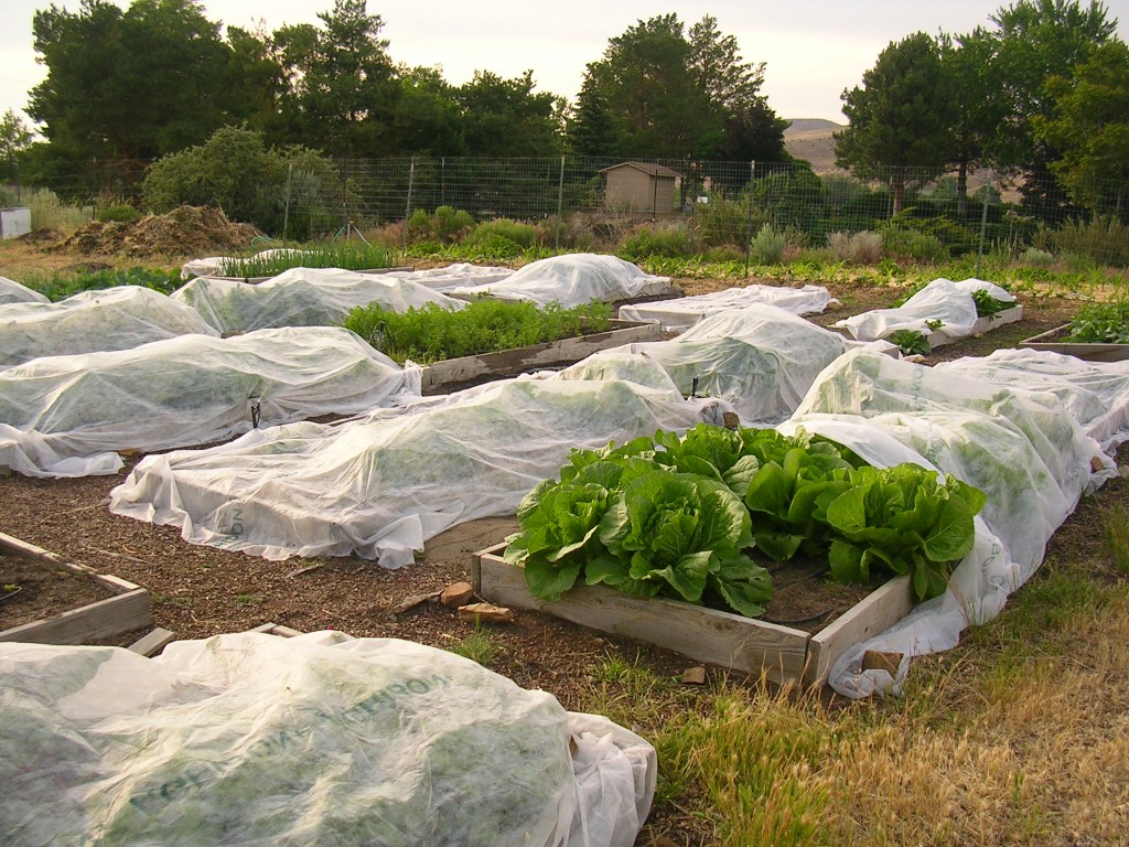 Cover plants with cloth to prevent frost
