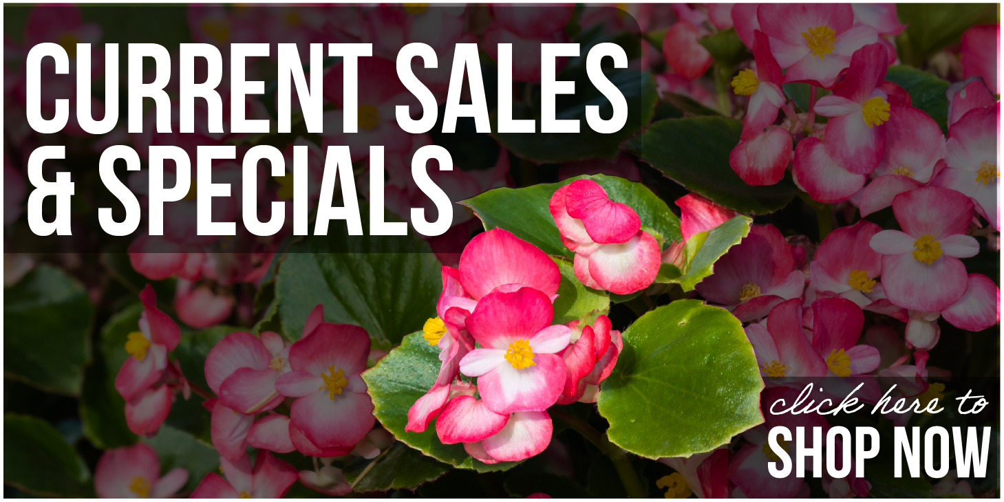 BannerCurrentSales