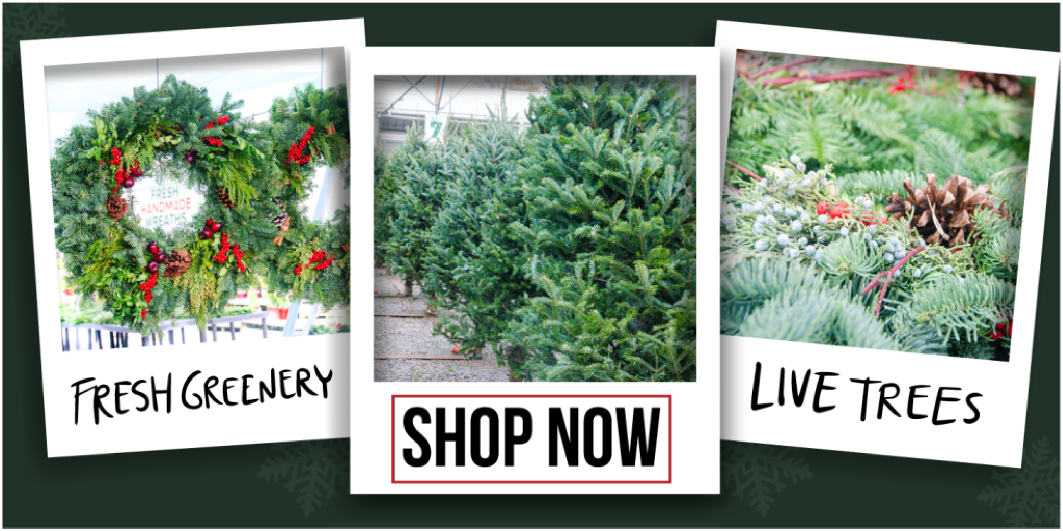 BannerCutChristmasTrees-1024x512-01