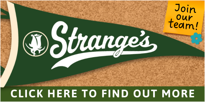 Vday Web Banner + Spring Hiring-2