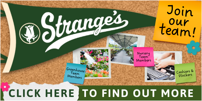Vday Web Banner + Spring Hiring + Houseplant Sale-5