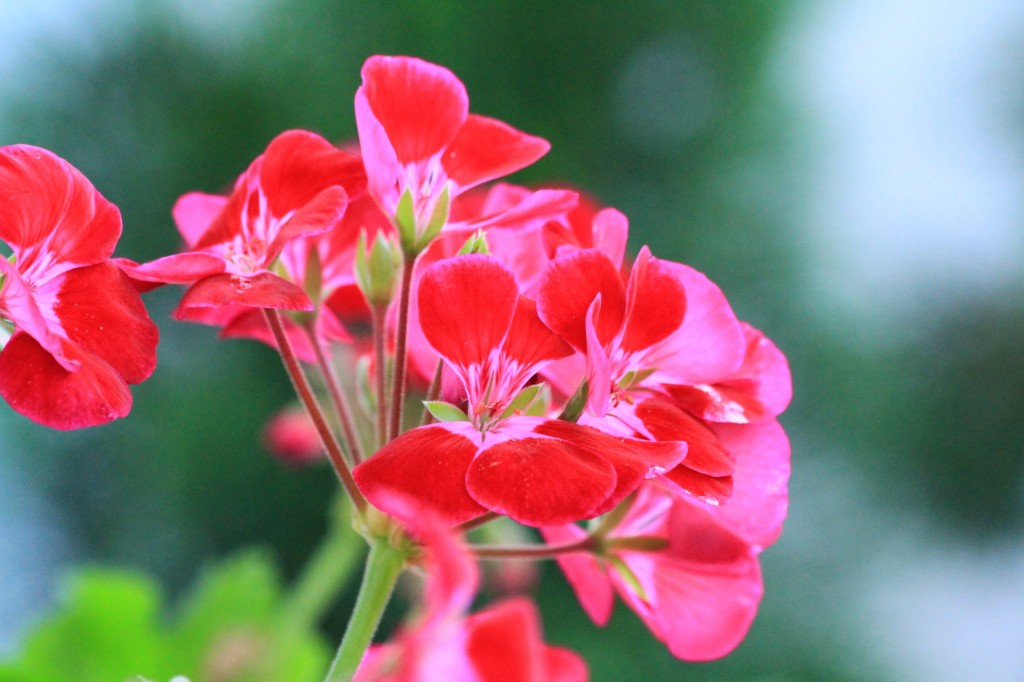 geraniums