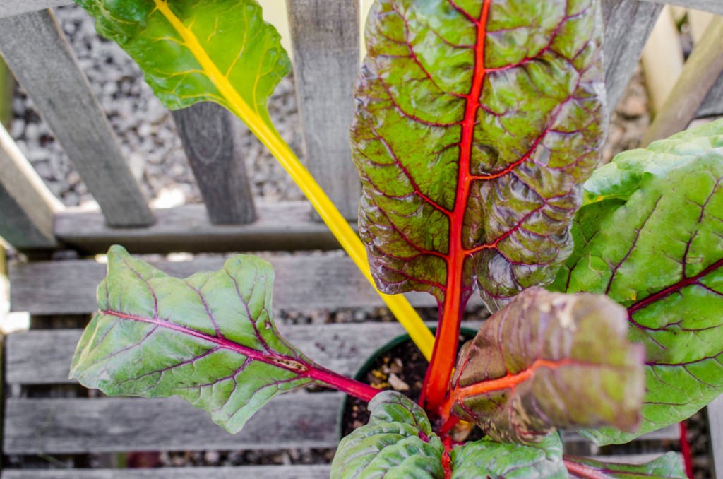 swiss chard