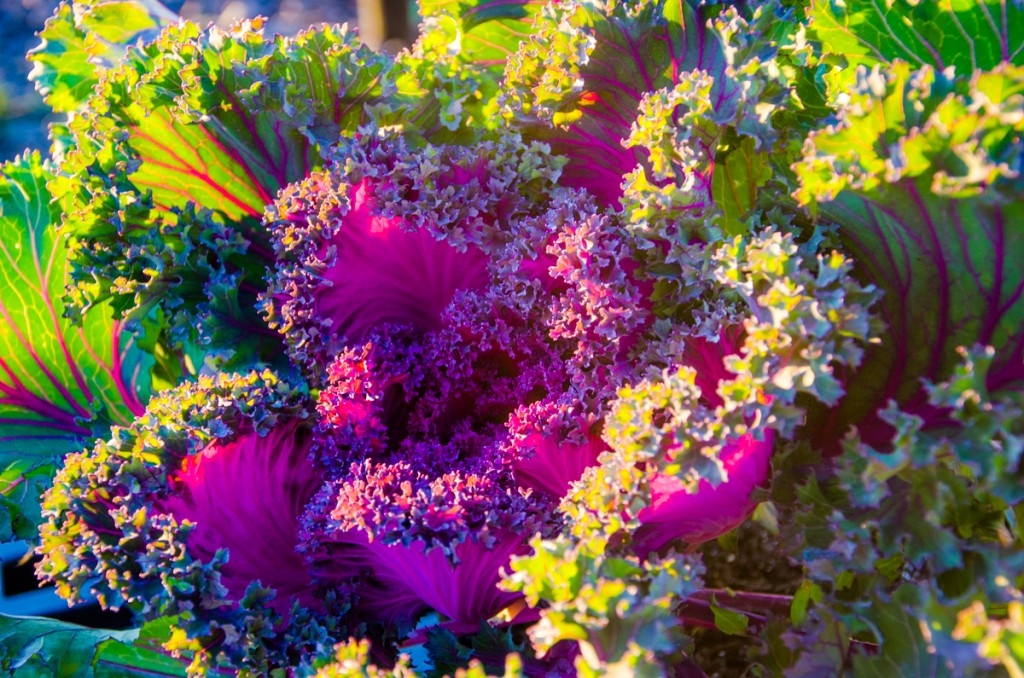 ornamental kale