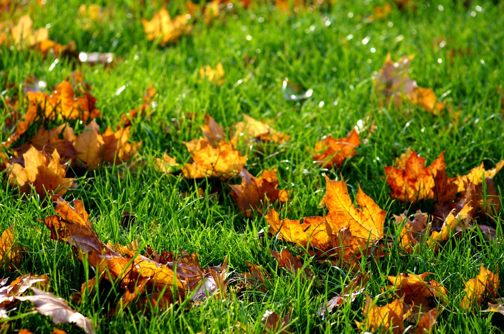 Leaves on Lawn