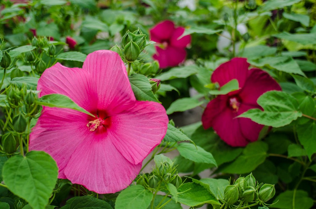 Hibiscus perennial