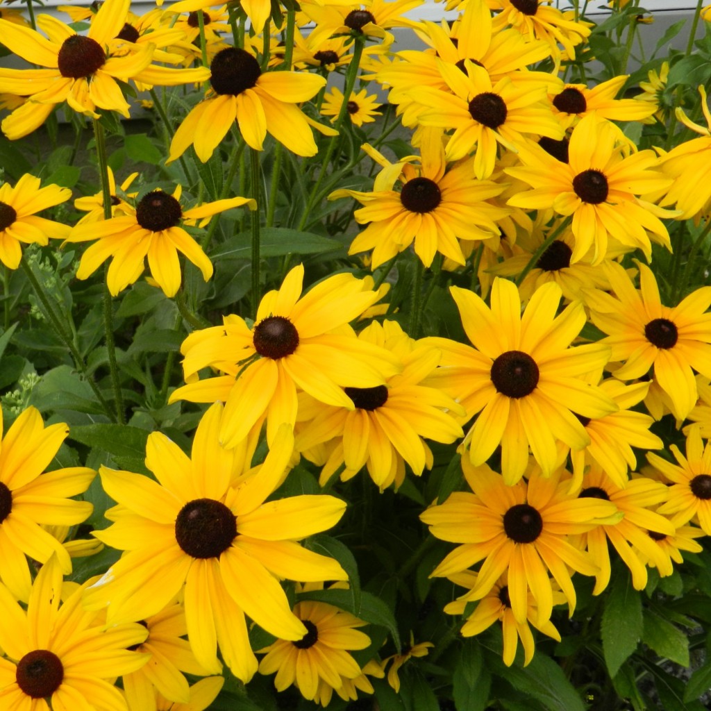 Black Eyed Susans