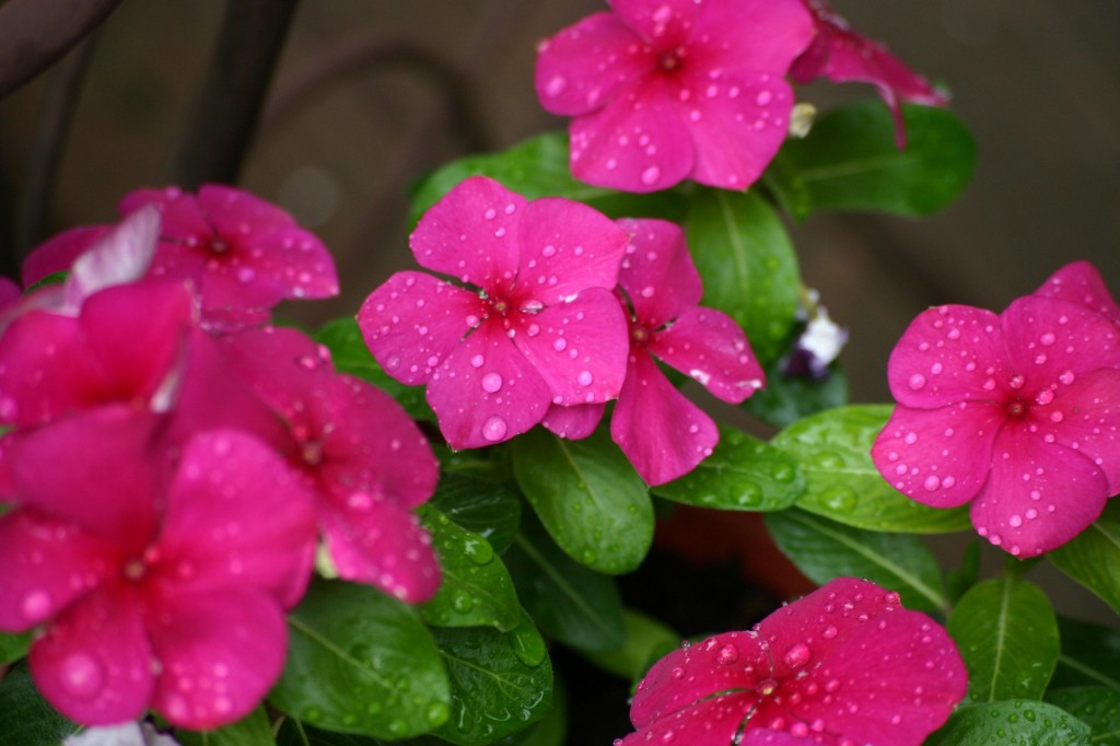 Vinca Flower