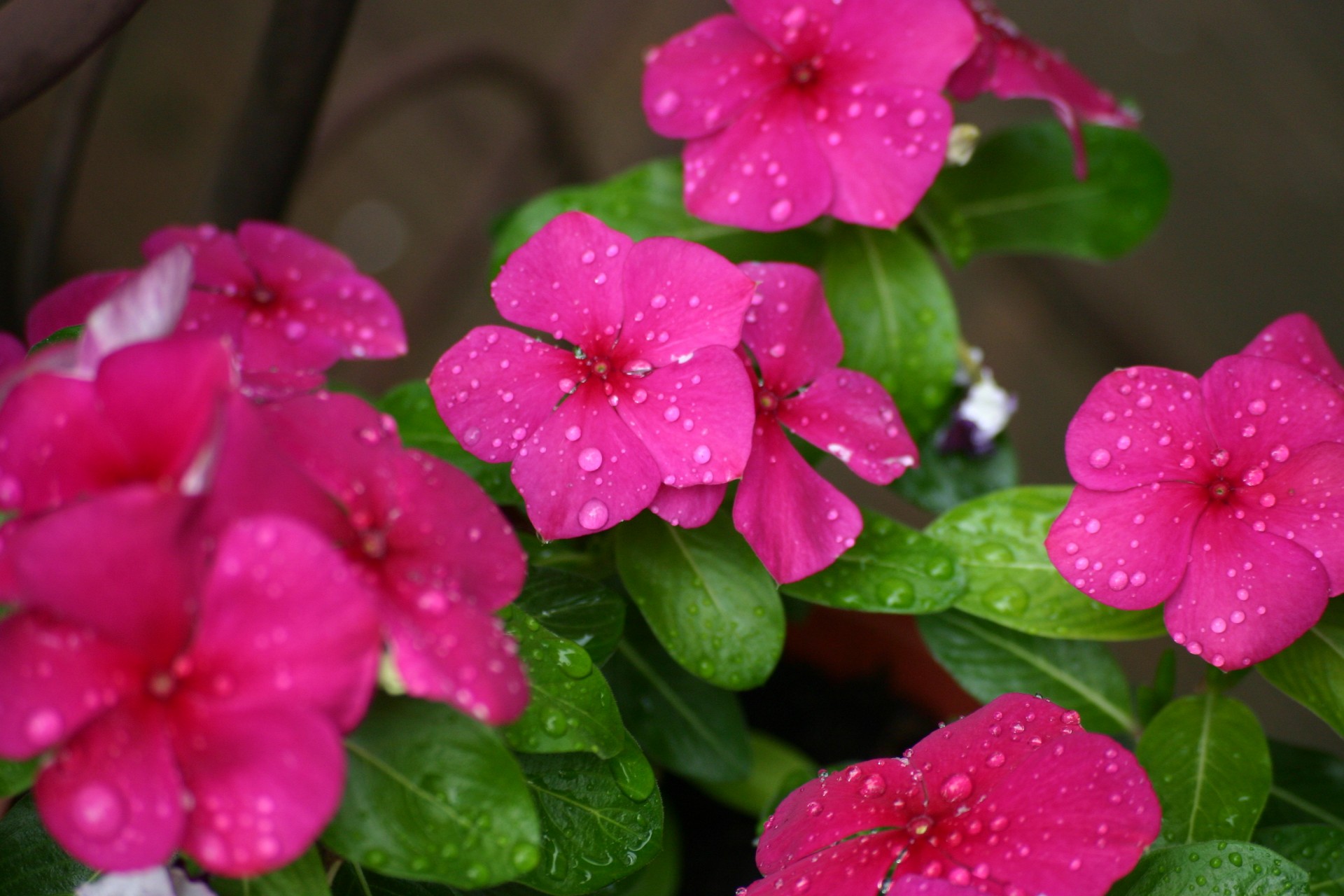 Our Favorite Deer Resistant Plants Strange s Florists Our Favorite Deer Resistant Plants Strange s Florists