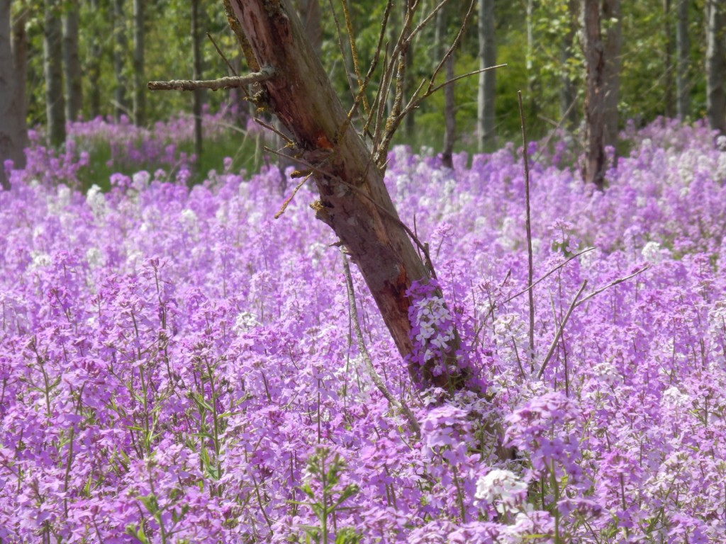 wild-phlox-carpet-FREE