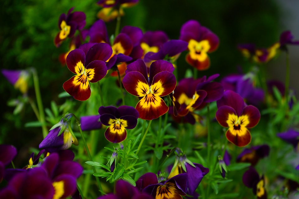 Pansies, Violas or Panolas? - Strange's Florists, Greenhouses and Garden  Centers - Richmond, VA
