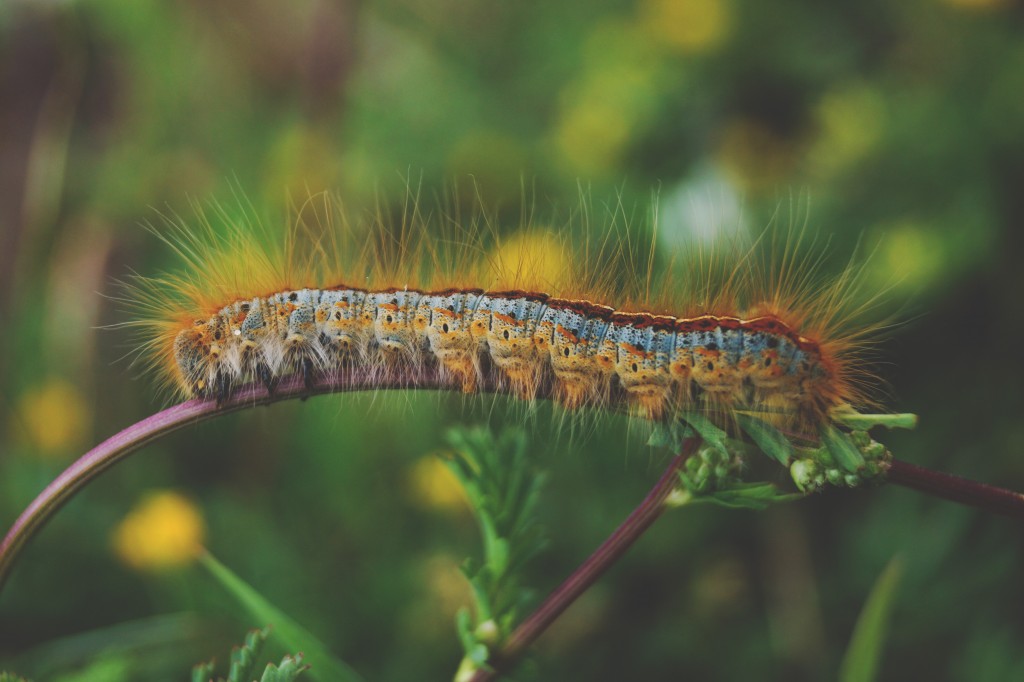 caterpillar-free