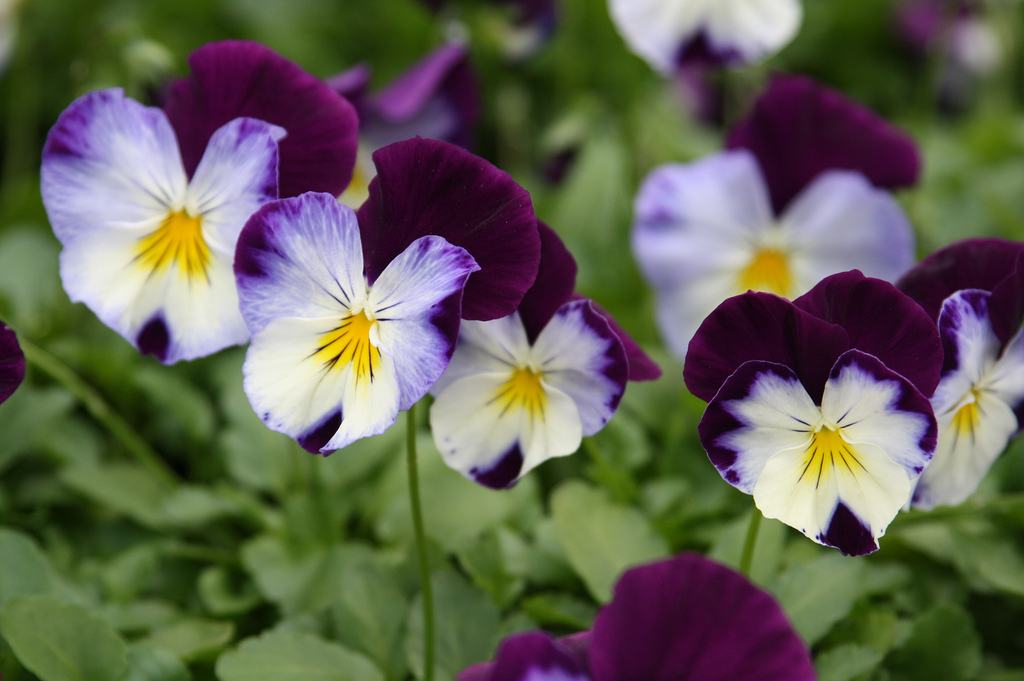 Pansies, Violas or Panolas? - Strange's Florists, Greenhouses and ...