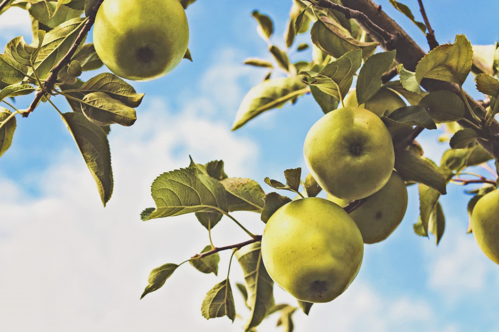 green-apple-tree