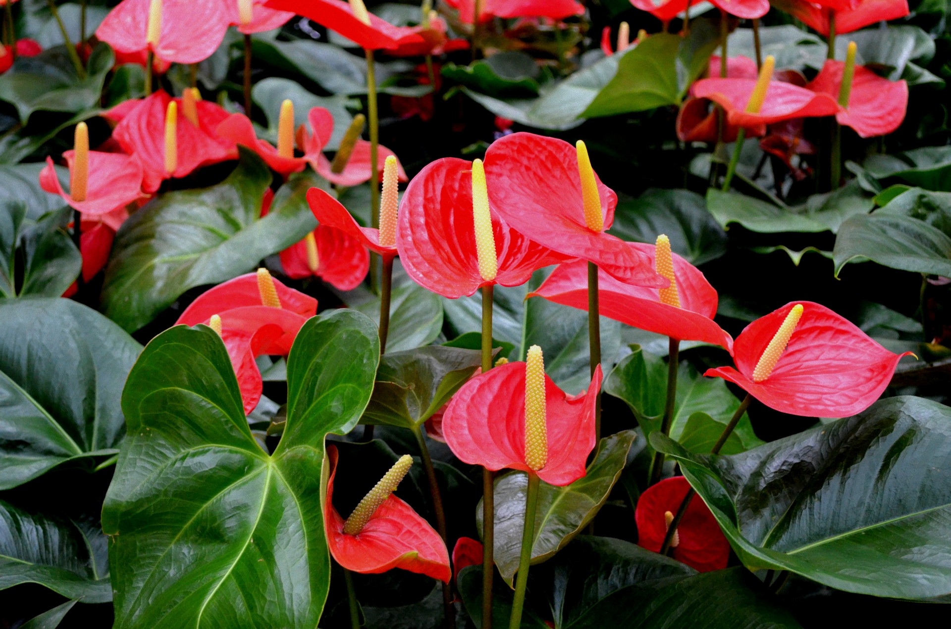 Haunting Indoor Plants For Halloween Strange s Florists 