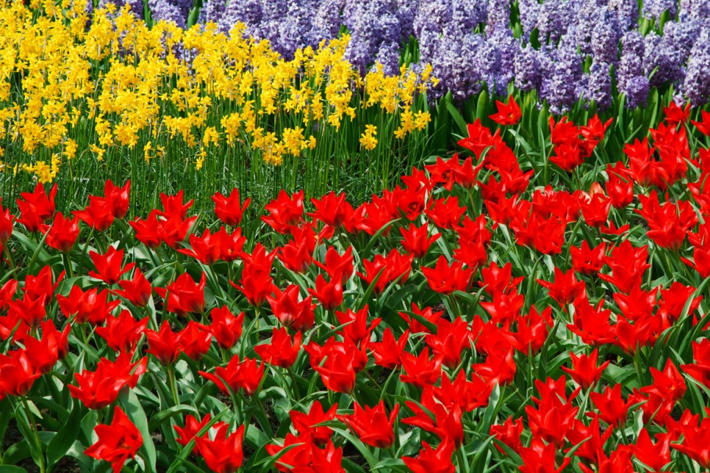 daffodils, tulips and hyacinth