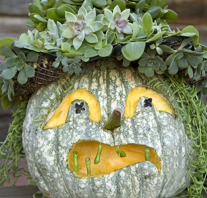 Halloween Pumpkin: Fresh Carved Jack O' Lantern Decoration & Fro