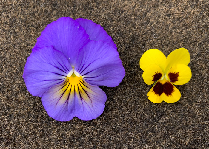 Image of Pansies and violas flowers