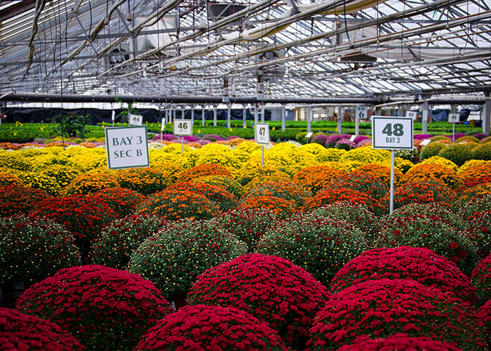 Mums planting on sale