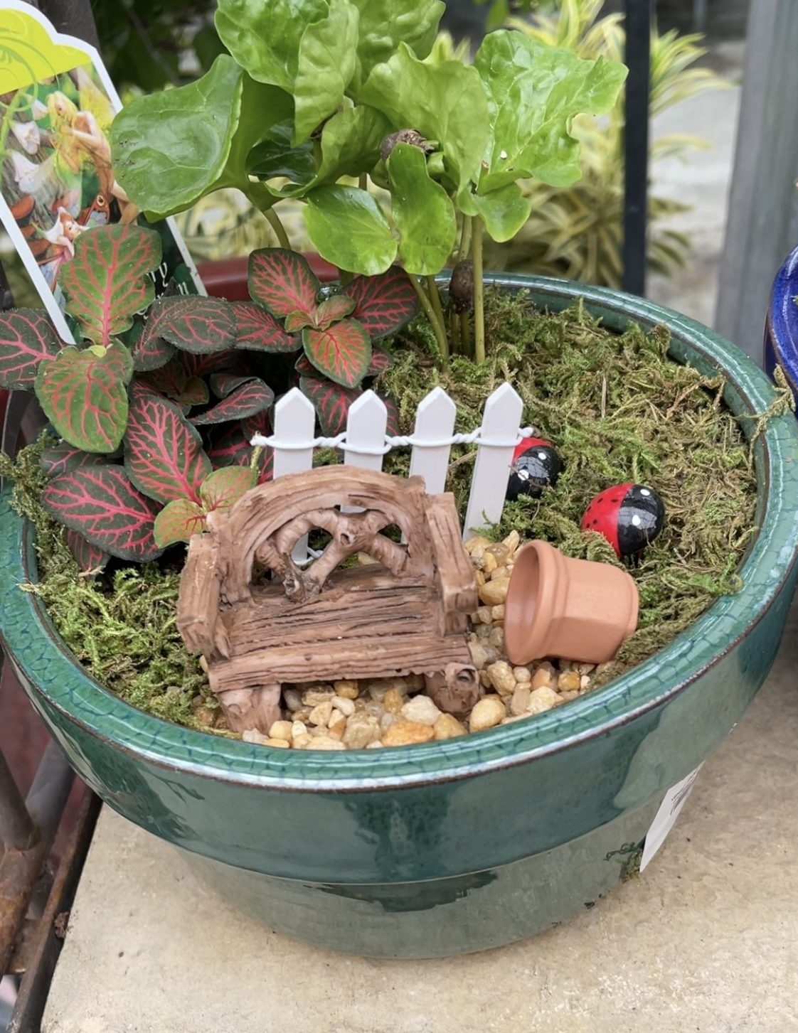 Fairy garden made by Strange's.