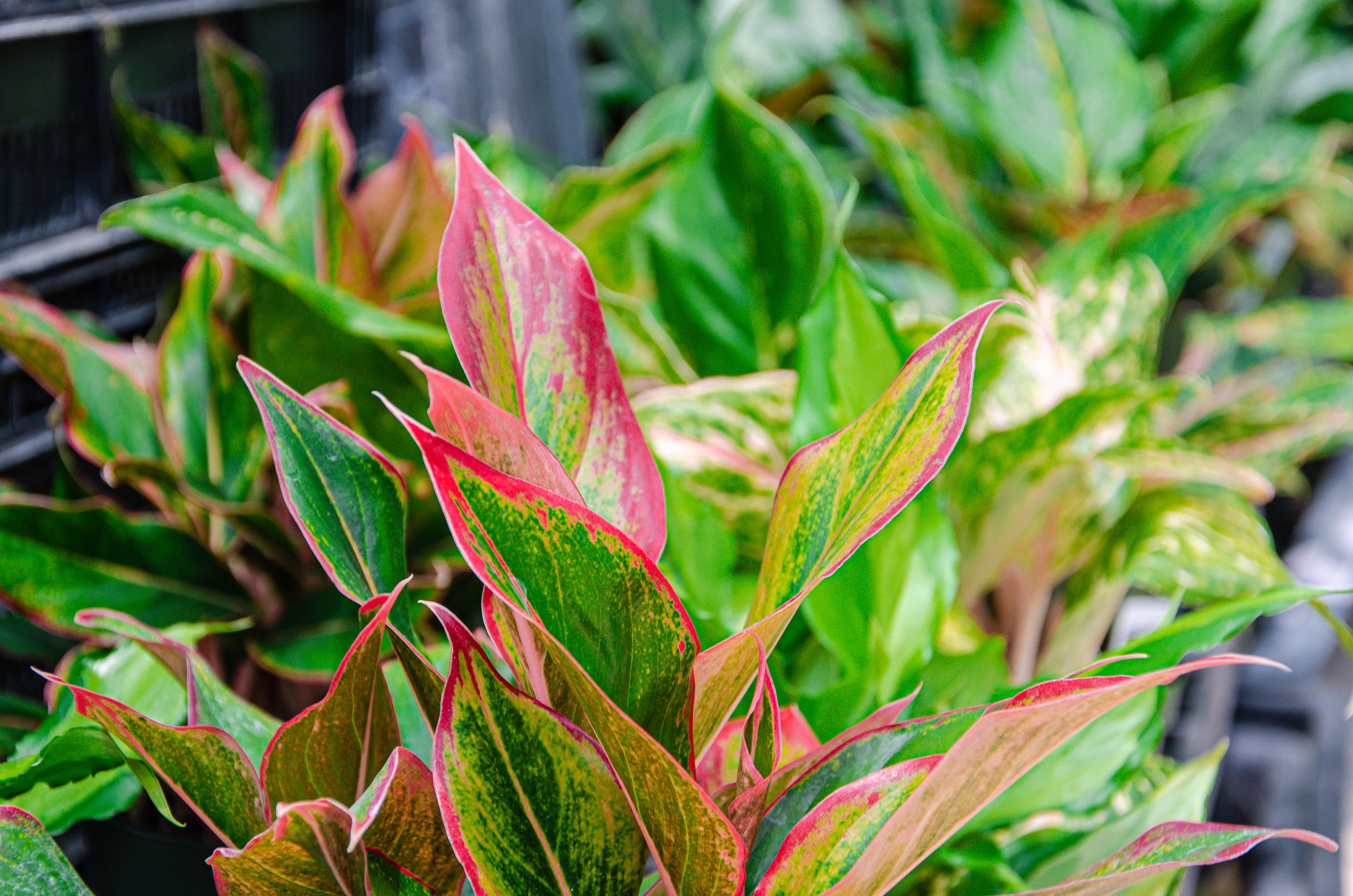 Pink houseplant in foreground