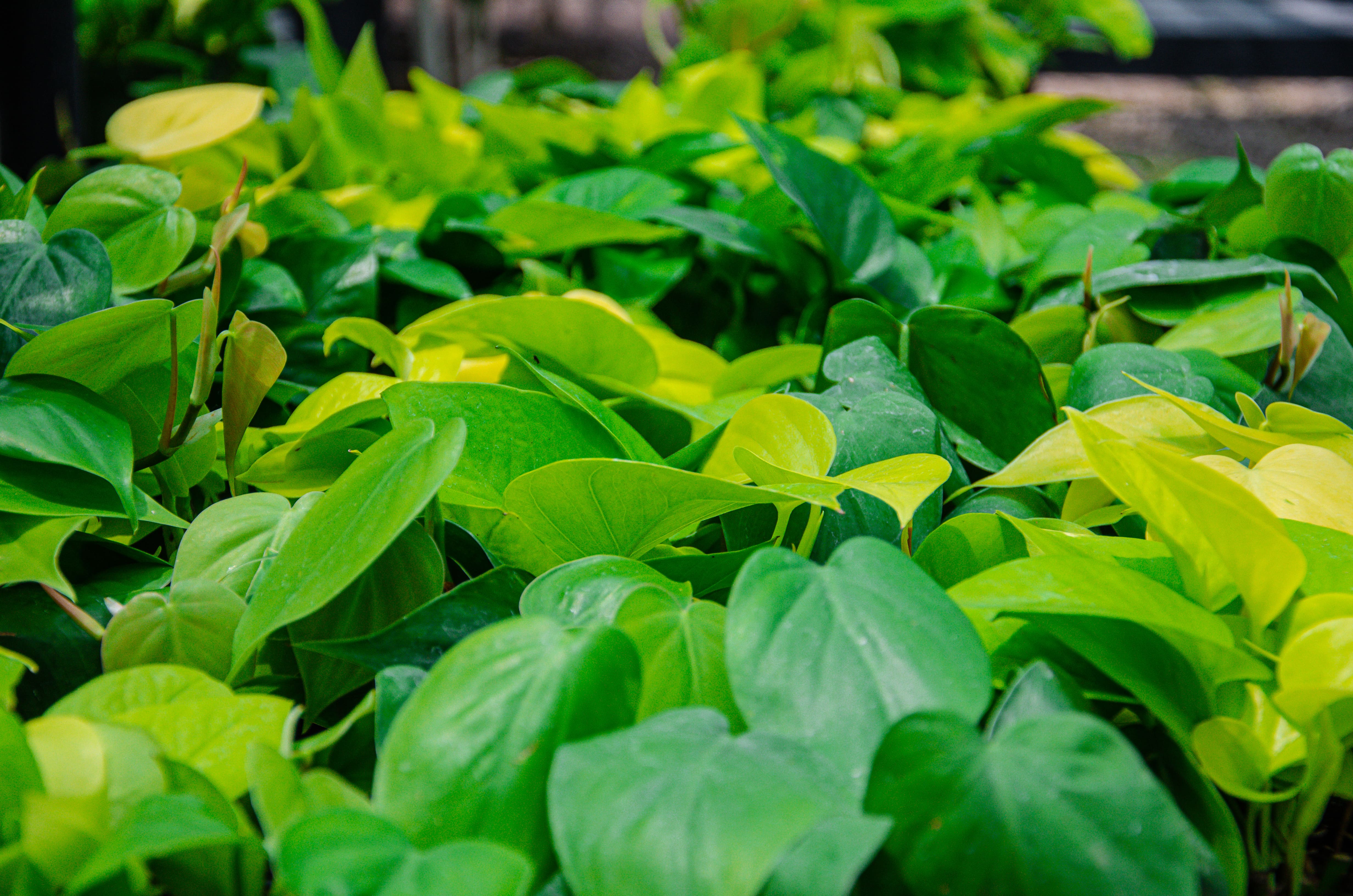 Lots of pretty green houseplants