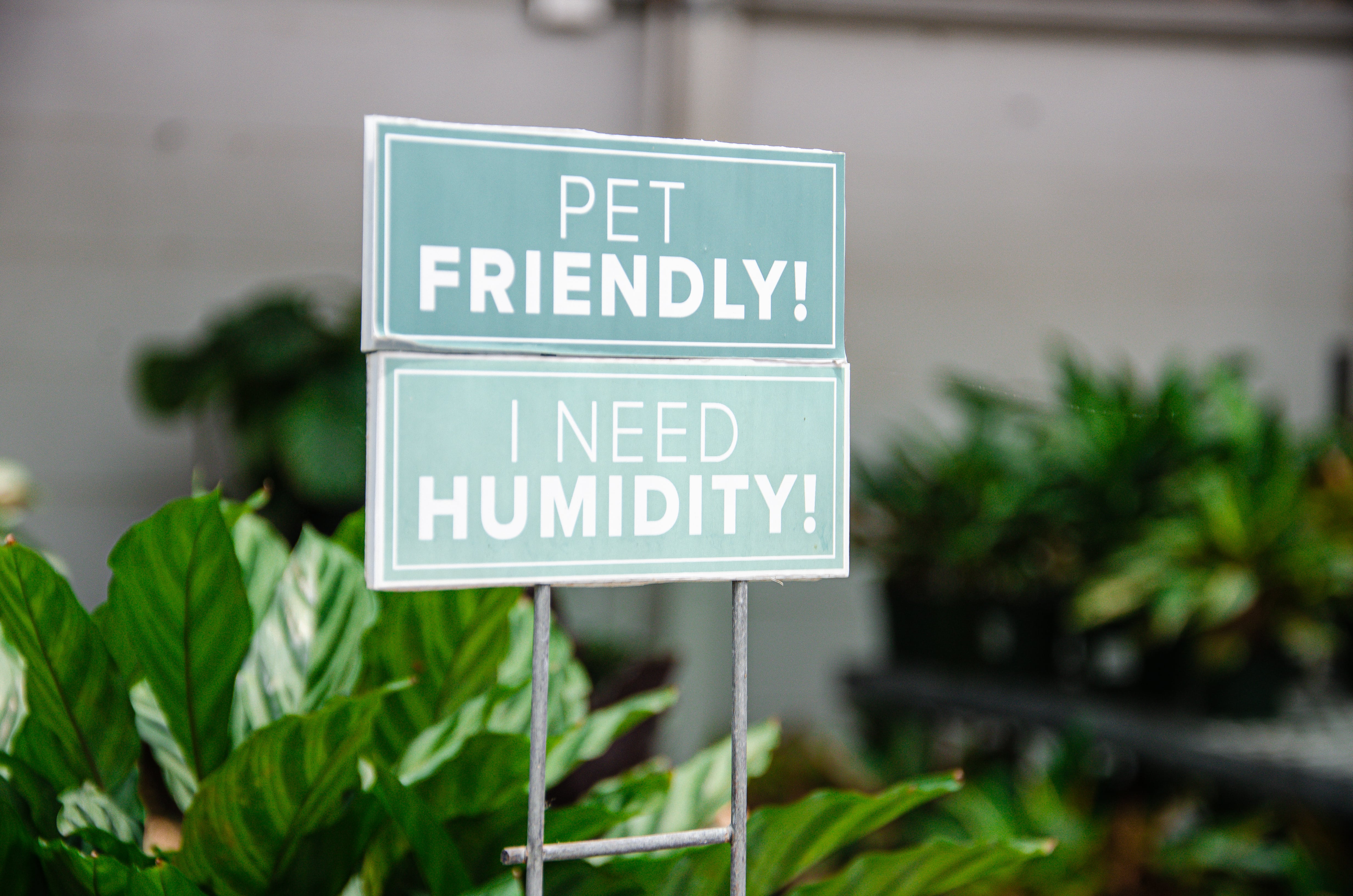 Some houseplants need humidity.