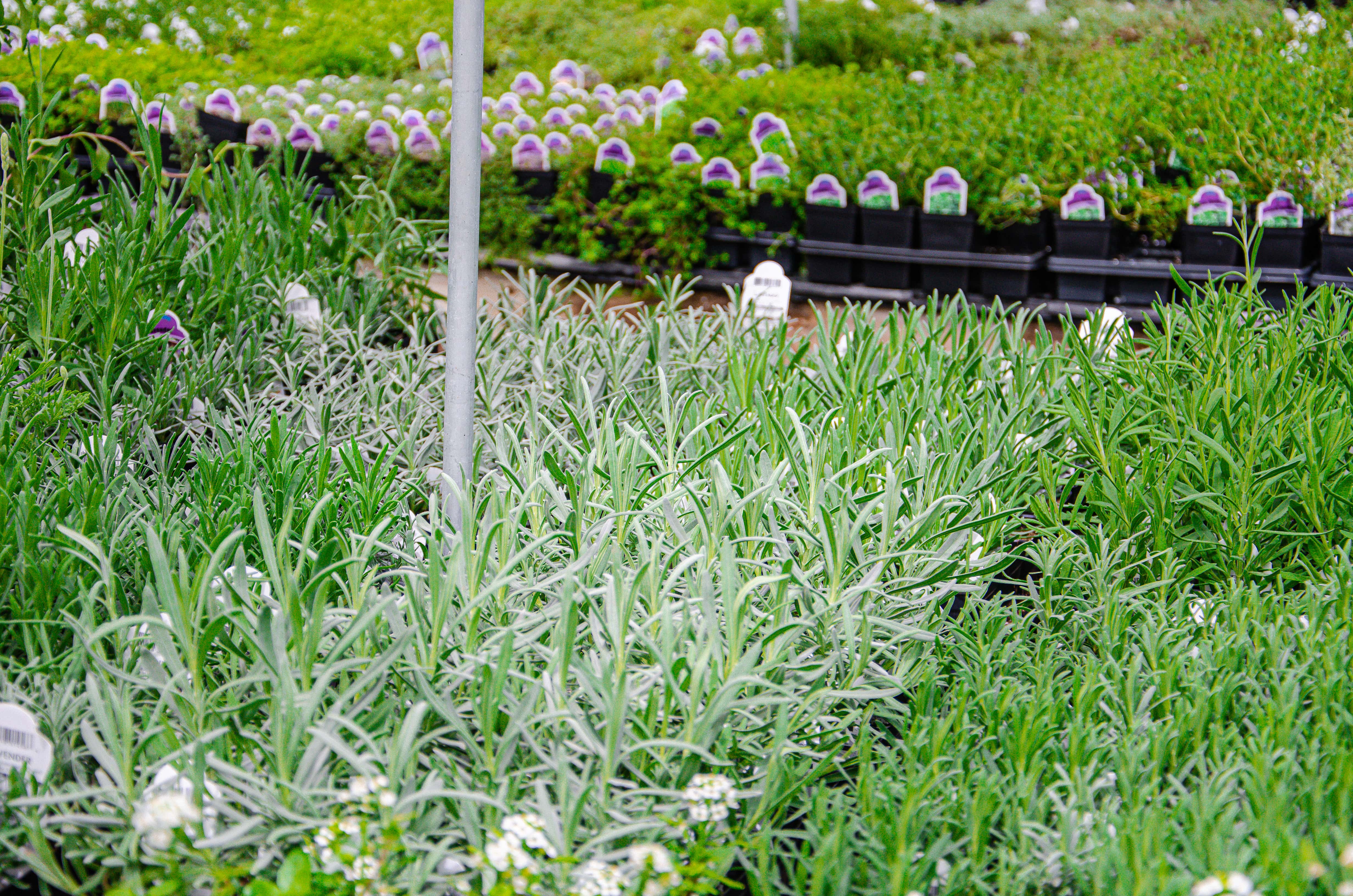 Overview of herbs offered at Strange's.