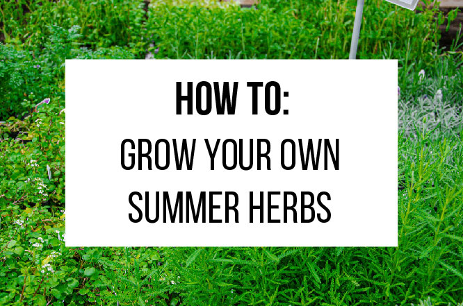 How to: Grown Your Own Summer Herbs