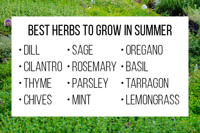 Best herbs to grow in the summer: dill, cilantro, thyme, chives, sage, rosemary, parsley, mint, oregano, basil, tarragon, lemongrass