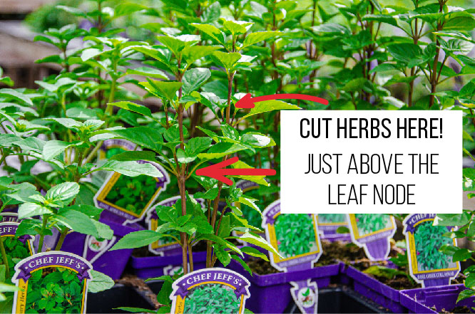 Where to cut herbs: just above leaf node