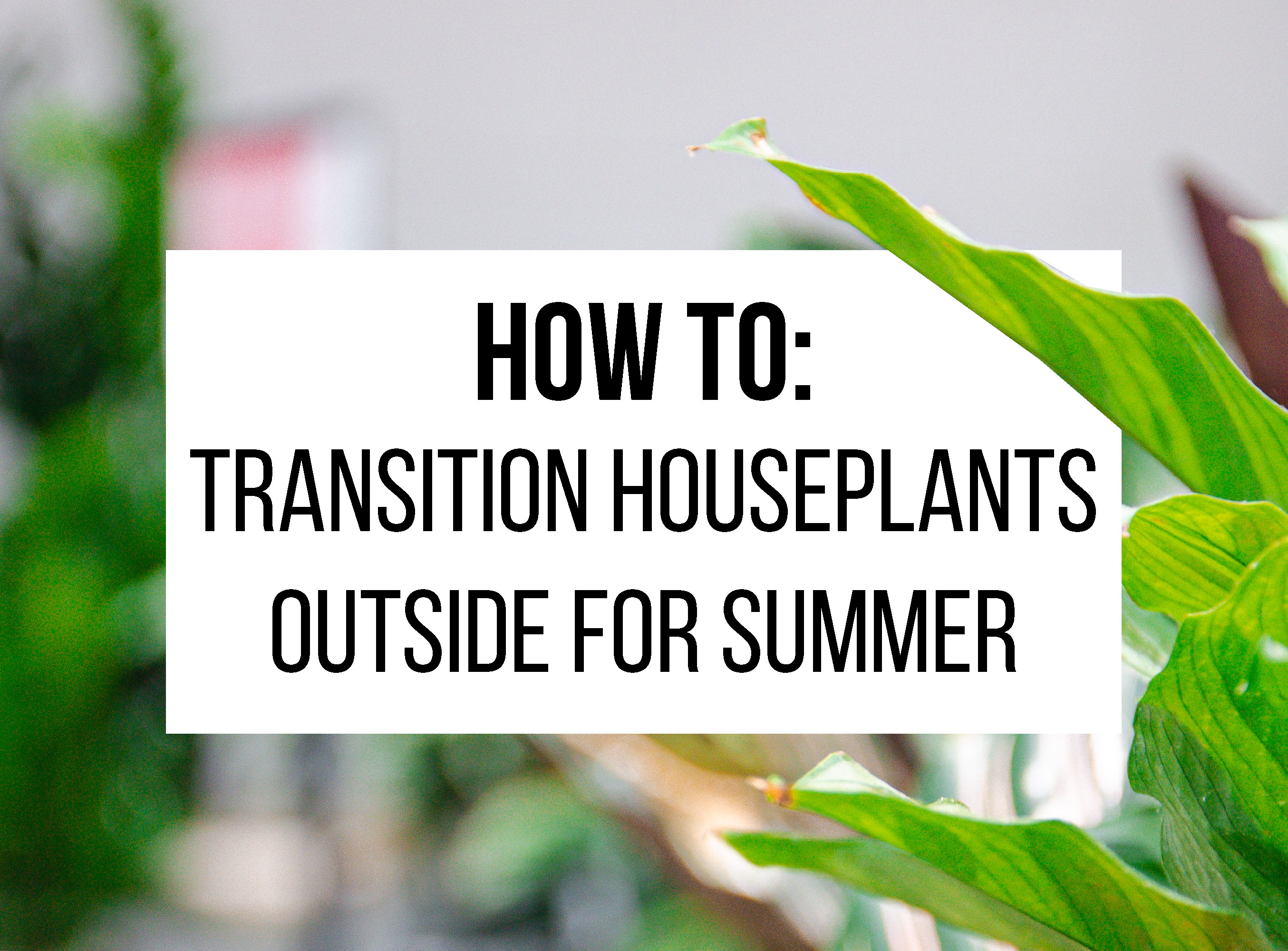 How to transition houseplants outside for summer