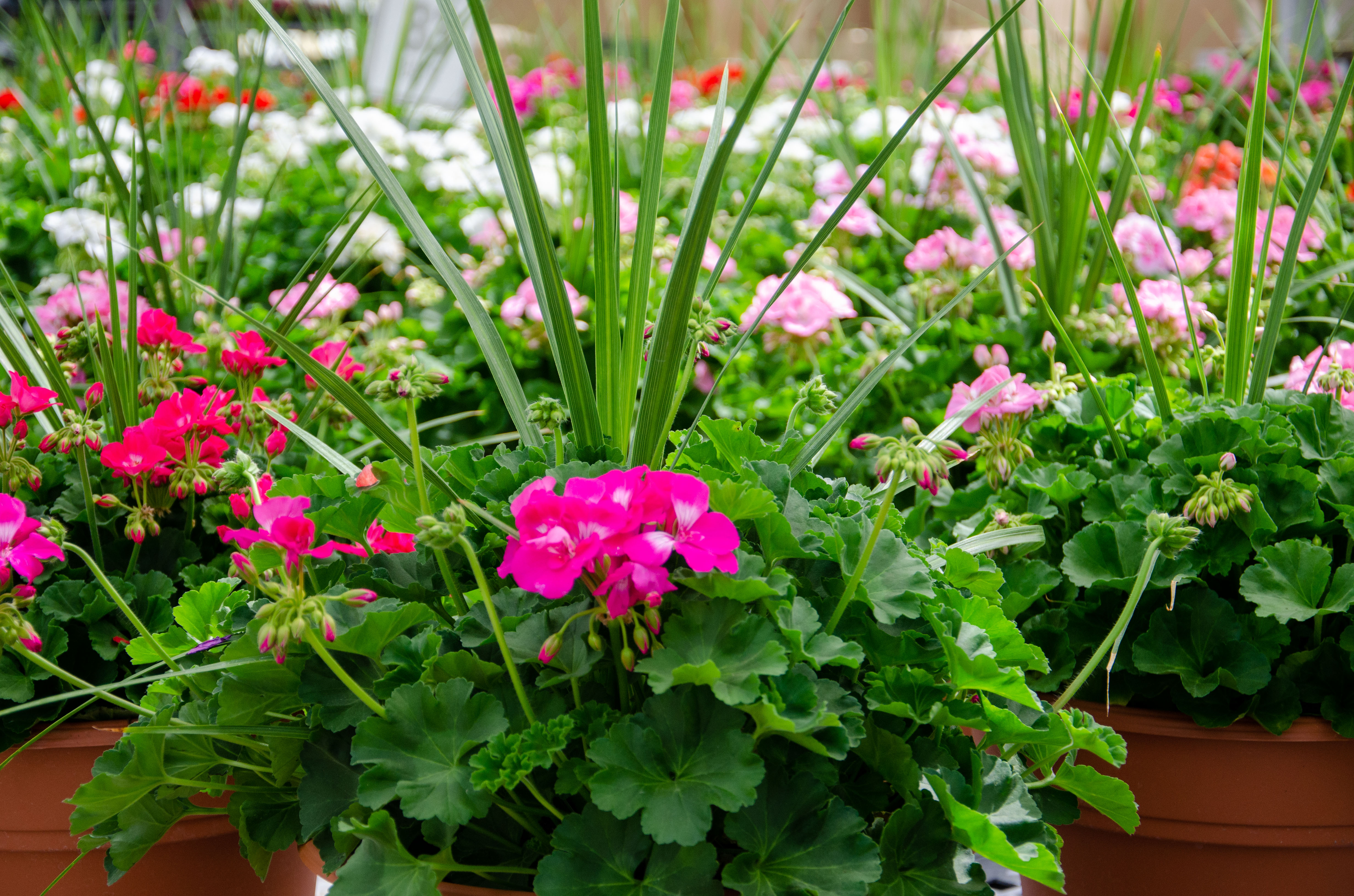 Container garden selection