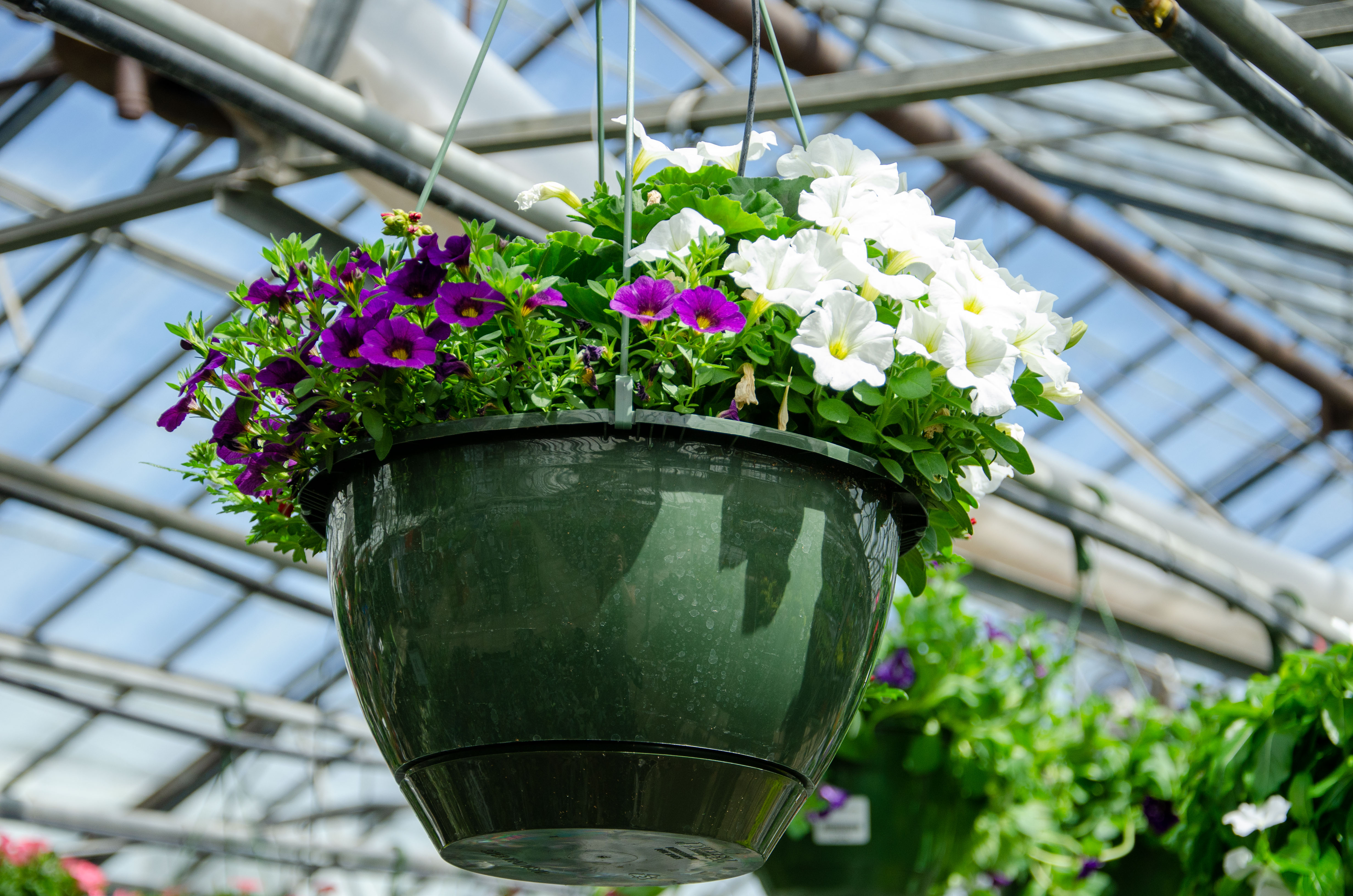 10" Hanging basket