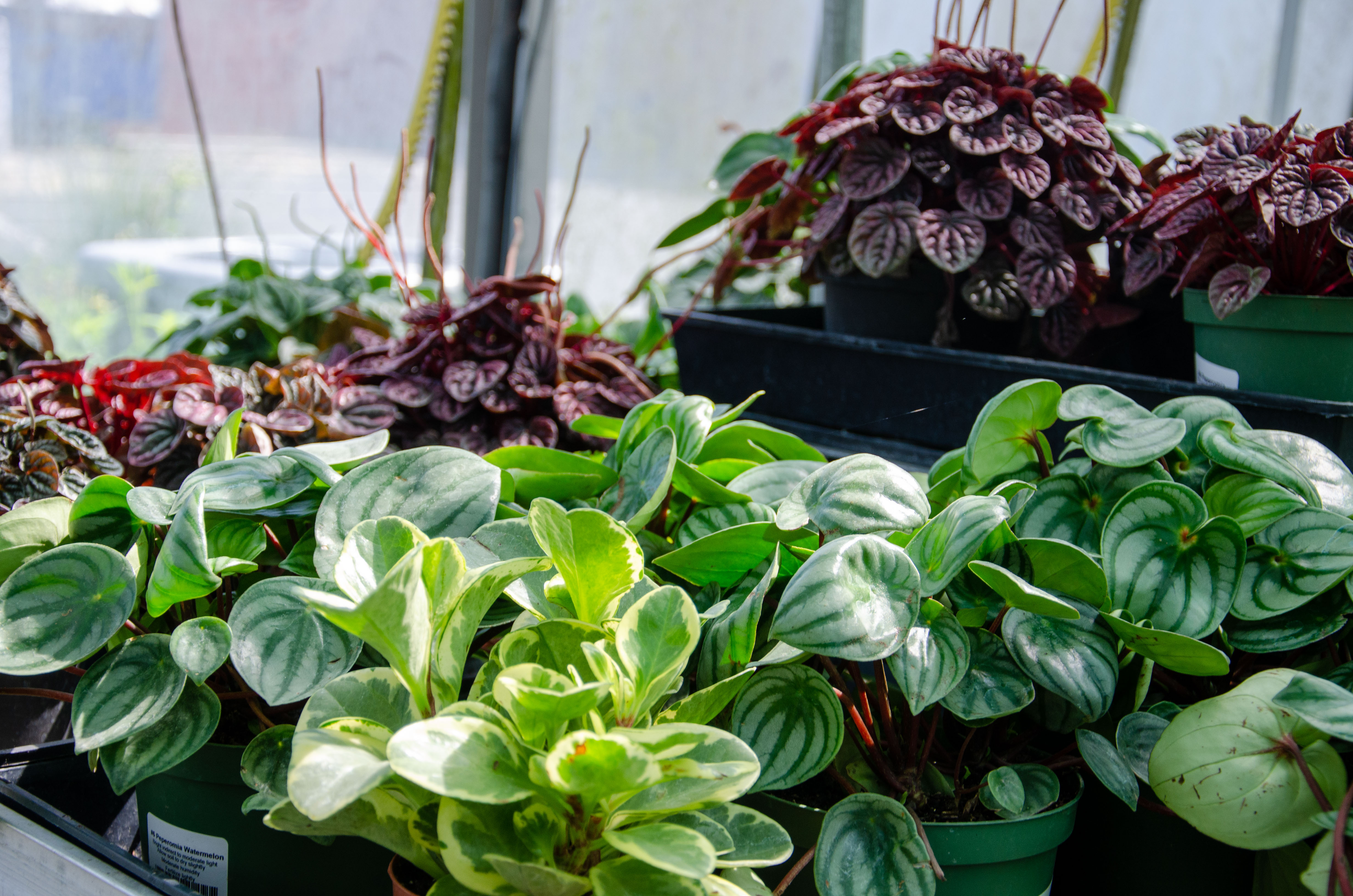 Houseplant selection