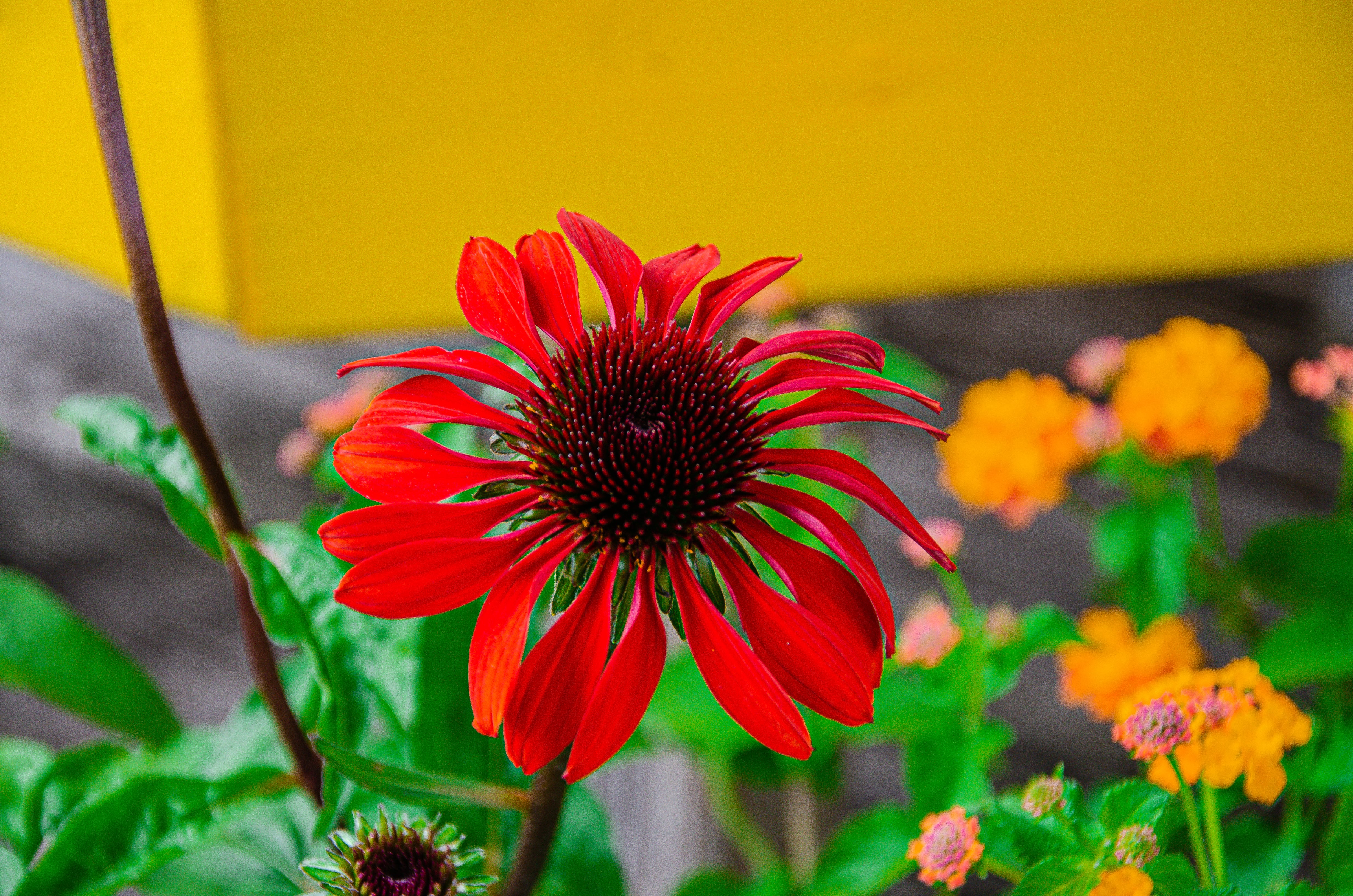 Coneflower