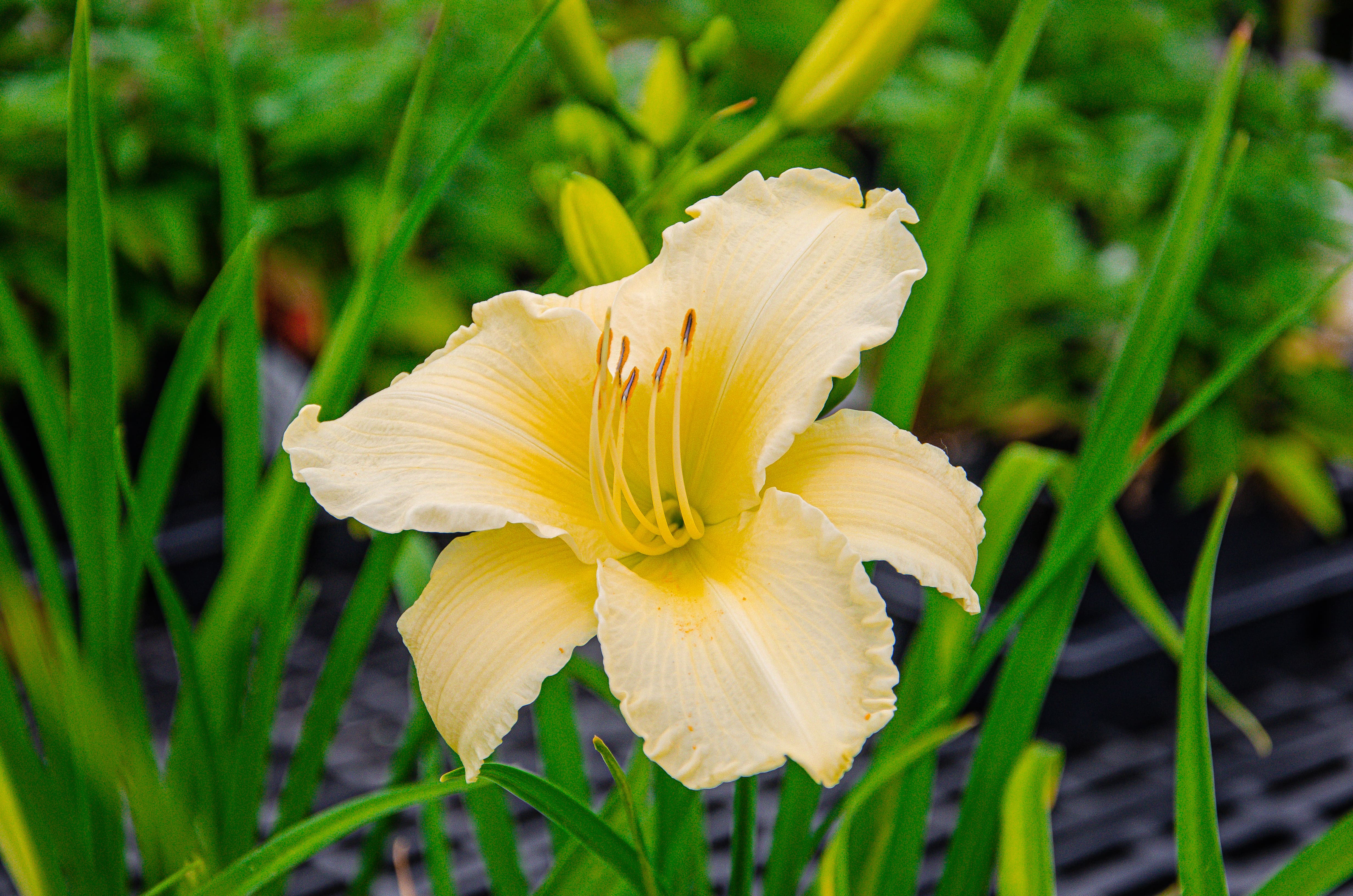 Daylily