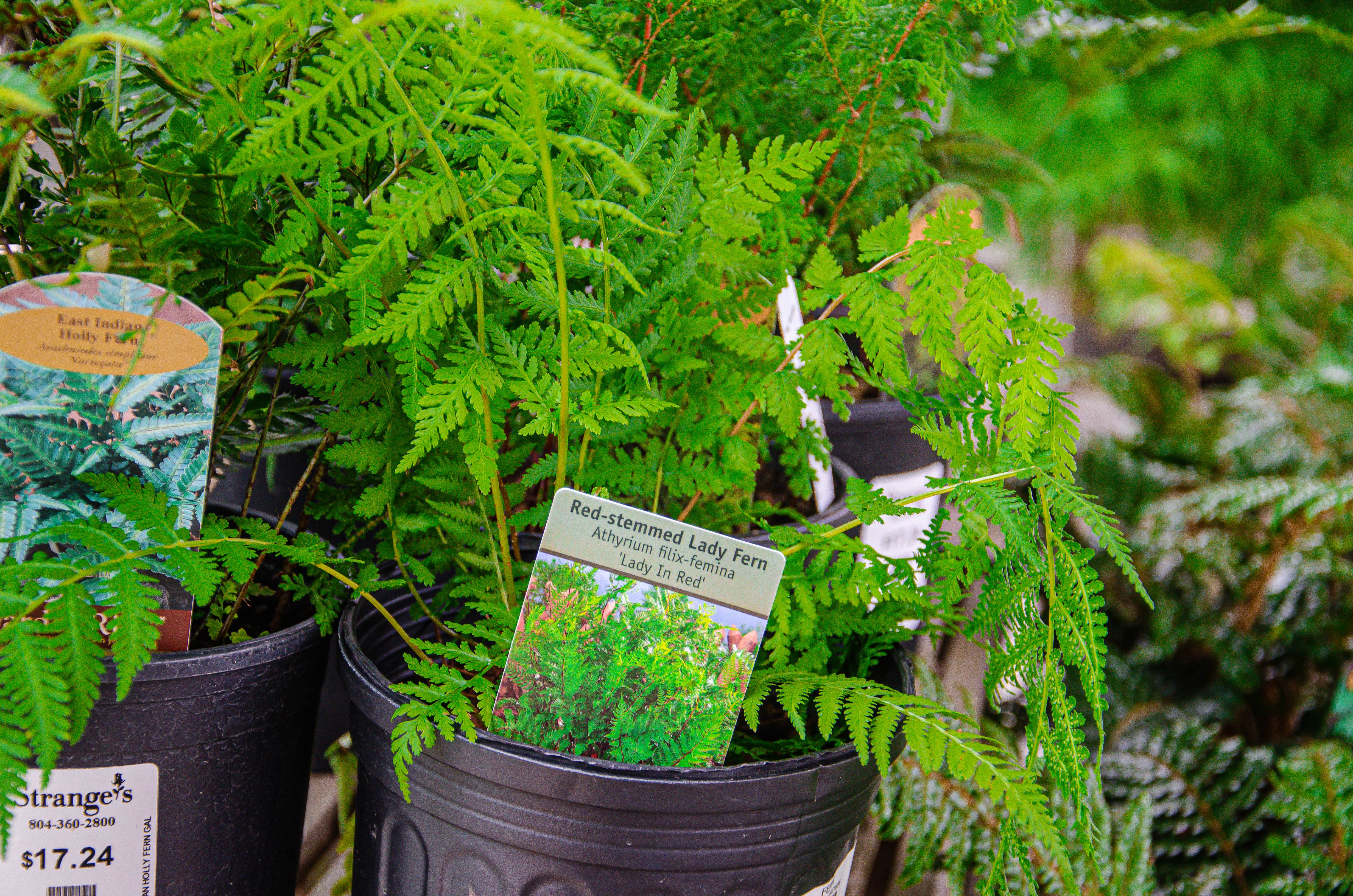 Lady Fern