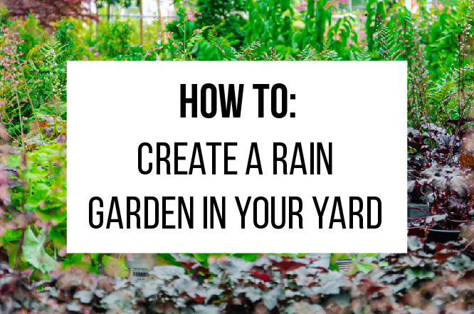 How To: Create a Rain Garden in Your Yard