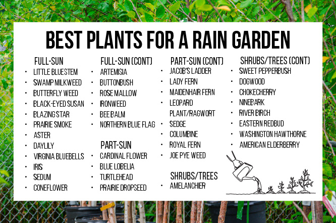 Best plants for a rain garden; full-sun, part-sun, and shrubs/trees