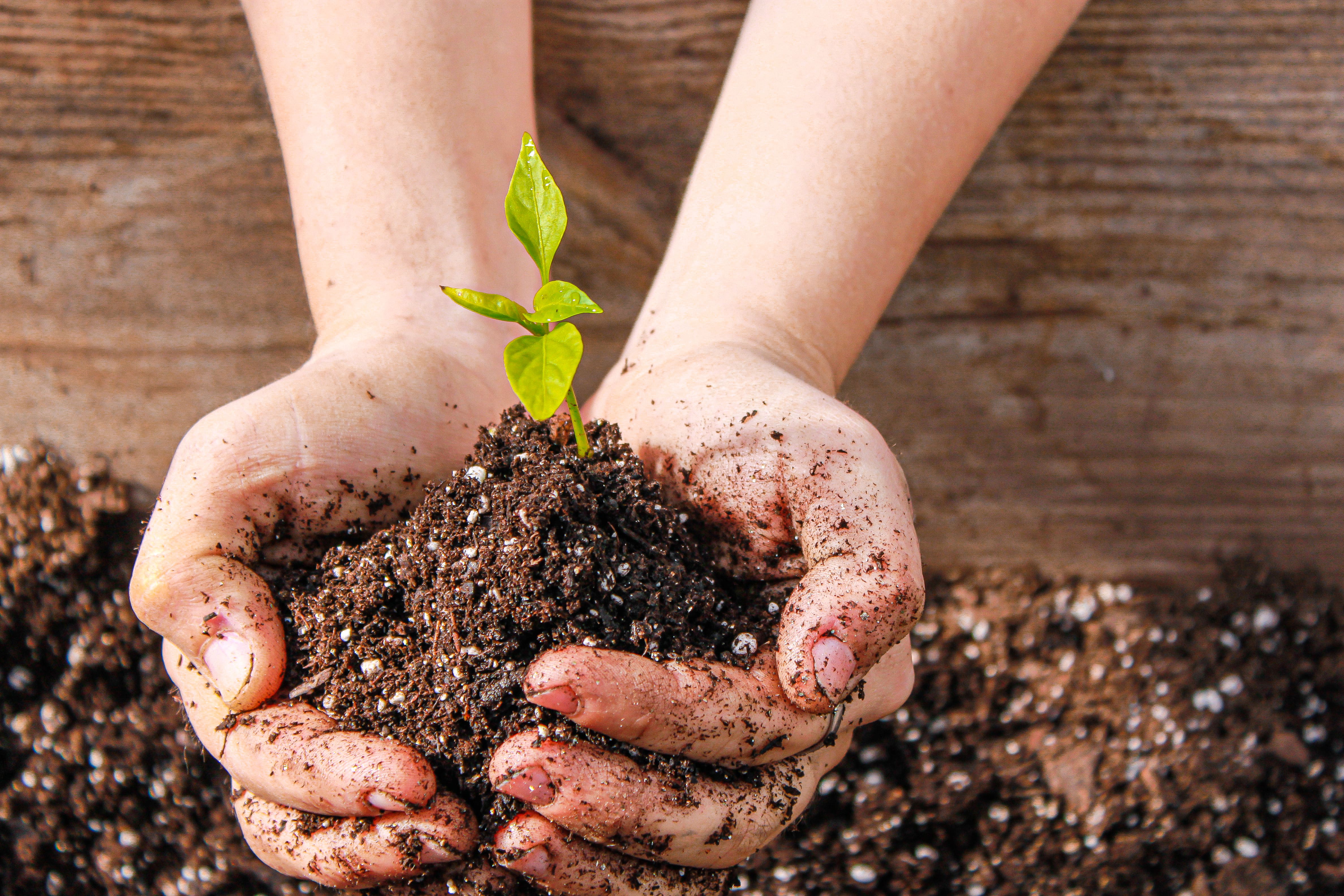 Baby sprout being planted